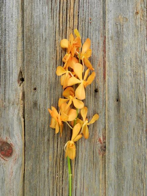 ISABELLE  YELLOW-ORANGE MOKARA ORCHID